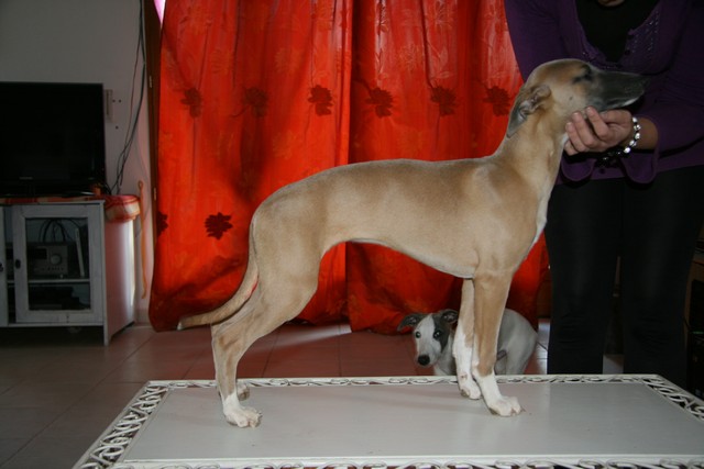 Hatysa du Domaine des Etoiles