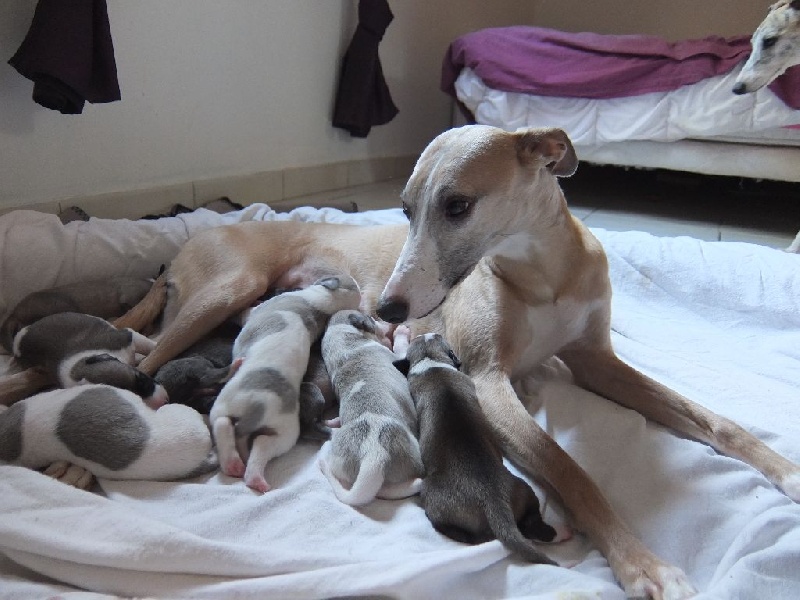 du Domaine des Etoiles - Whippet - Portée née le 17/08/2014